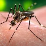 mosquito elimination with mosquitoes a super success experiment